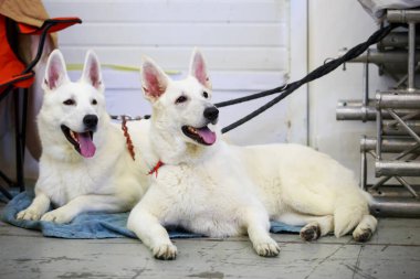 Beyaz İsviçre Çoban Köpeği