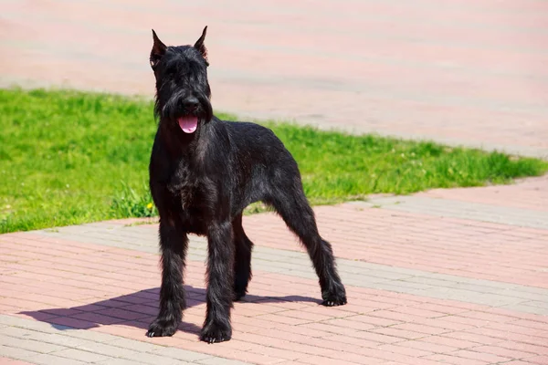 Raça cão Schnauzer gigante — Fotografia de Stock