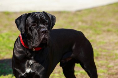 Köpek cins İtalyan Cane Corso