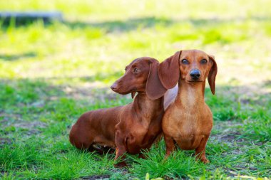 köpek doğurmak dachshund
