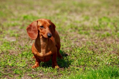 köpek doğurmak dachshund