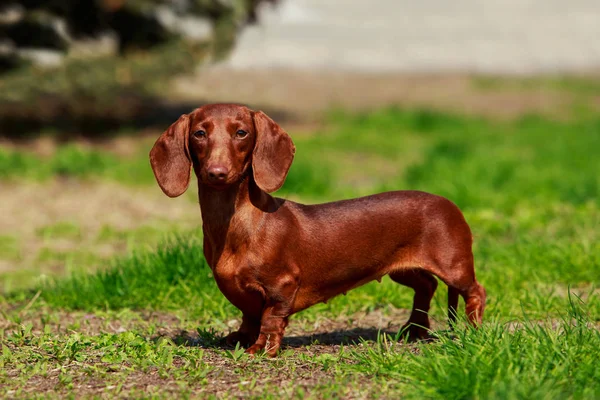 Raça cão dachshund — Fotografia de Stock