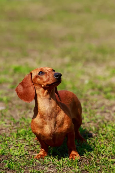 Hondenras Teckel — Stockfoto