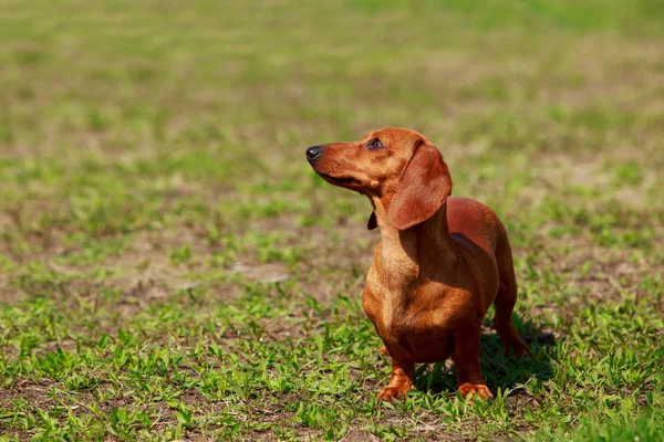 Dog breed dachshund — Stock Photo, Image