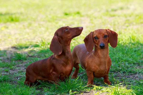 Raza de perro Dachshund — Foto de Stock