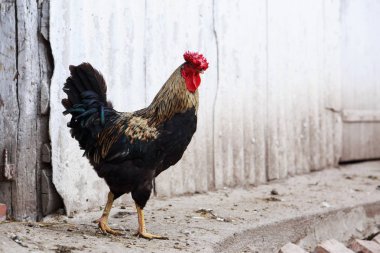 Yerli horoz yakın