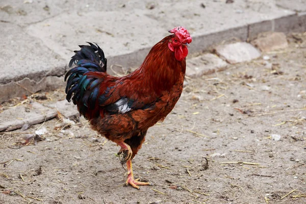 Domestic cock close up — Stock Photo, Image