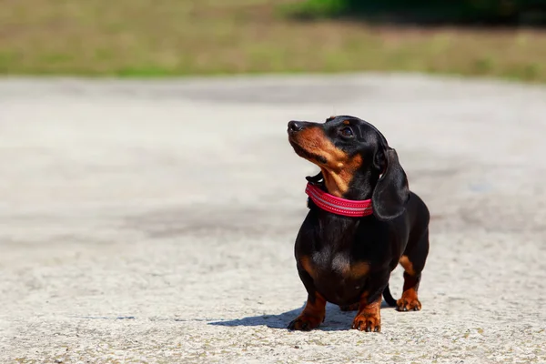 Raza de perro Dachshund — Foto de Stock