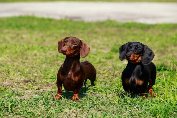 Raza de perro Dachshund —  Fotos de Stock