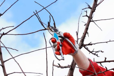 budama meyve ağacı