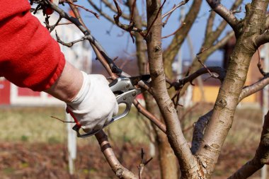budama meyve ağacı