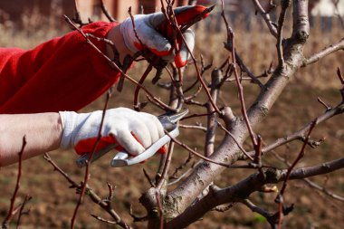 budama meyve ağacı