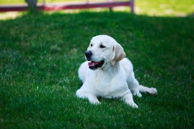 Köpek çiftleşmesi Golden Retriever