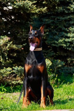 köpek doğurmak Doberman Pinscher