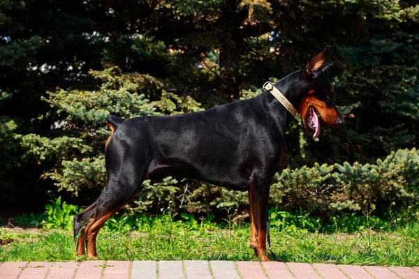 Raça cão Doberman Pinscher — Fotografia de Stock