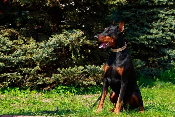 Raça cão Doberman Pinscher — Fotografia de Stock