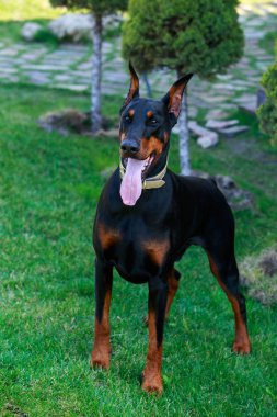 köpek doğurmak Doberman Pinscher