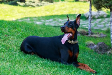 köpek doğurmak Doberman Pinscher