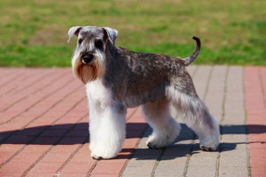 Minyatür Schnauzer cins köpek
