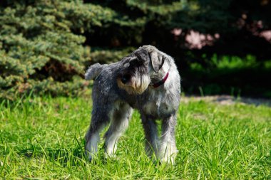 Minyatür Schnauzer cins köpek
