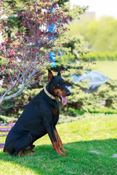 Порода собак Доберман Пинчер — стоковое фото