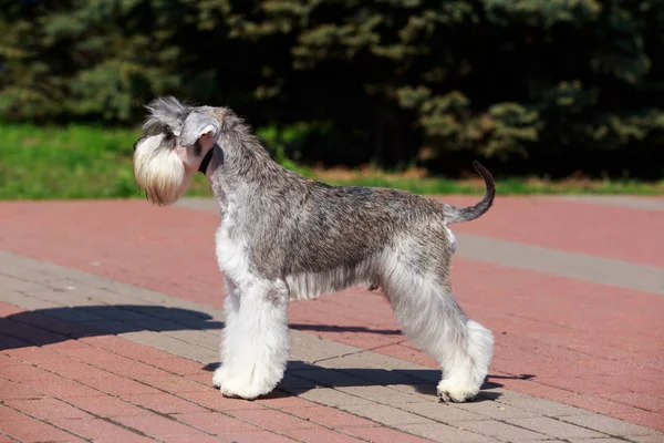 Miniature Schnauzer breed dog — Stock Photo, Image