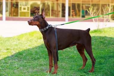 köpek doğurmak Doberman Pinscher