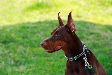 köpek doğurmak Doberman Pinscher