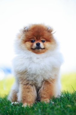 köpek doğurmak pomeranian spitz
