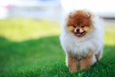 köpek doğurmak pomeranian spitz