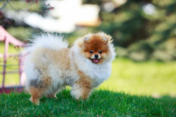 El perro crianza pomeranian spitz — Foto de Stock