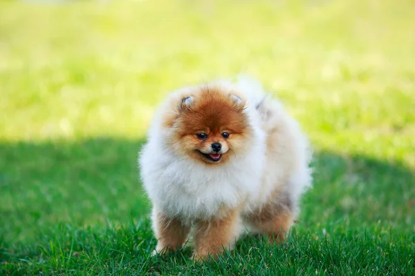 A kutya tenyészt Pomerániai spitz — Stock Fotó