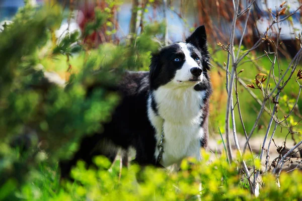 犬はヤクートハスキーを繁殖 — ストック写真