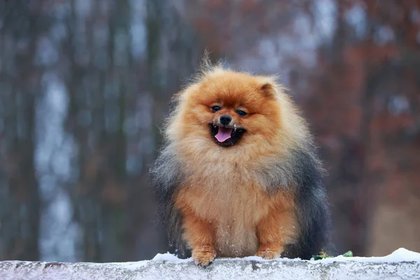 Köpek doğurmak pomeranian spitz — Stok fotoğraf