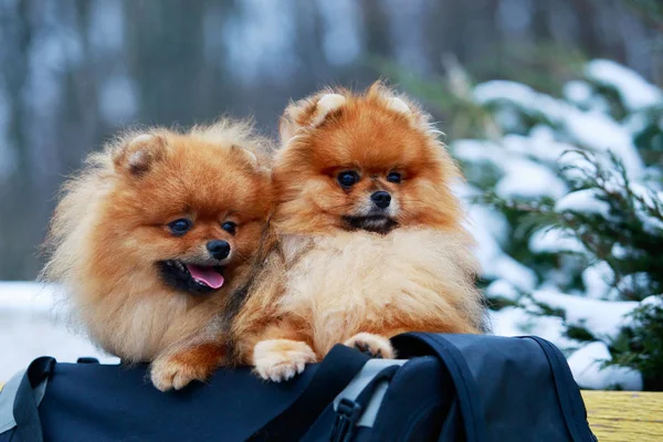 Den hund rasen pomeranian spitz — Stockfoto