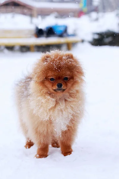 犬種ポメラニアン スピッツ — ストック写真