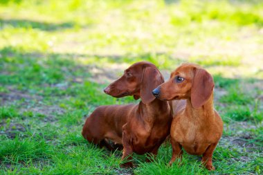 köpek doğurmak dachshund