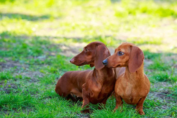 Raza de perro Dachshund — Foto de Stock