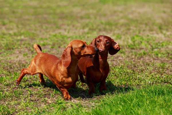 Raza de perro Dachshund —  Fotos de Stock