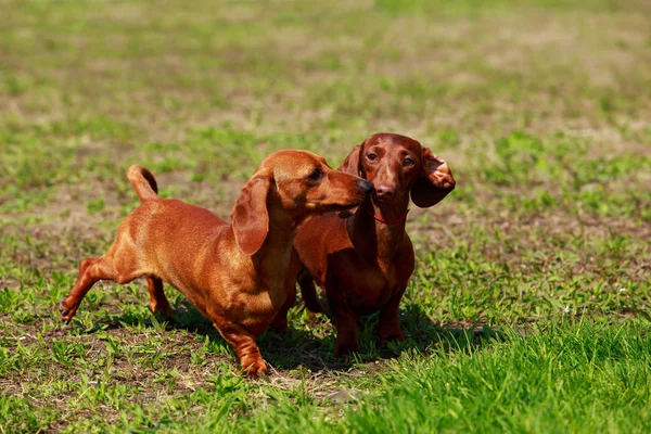 Raza de perro Dachshund — Foto de Stock