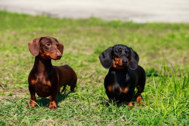 köpek doğurmak dachshund