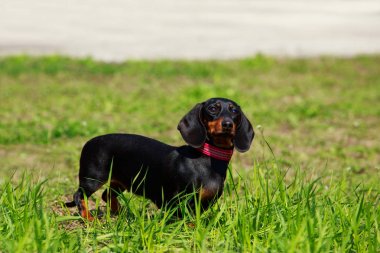 köpek doğurmak dachshund