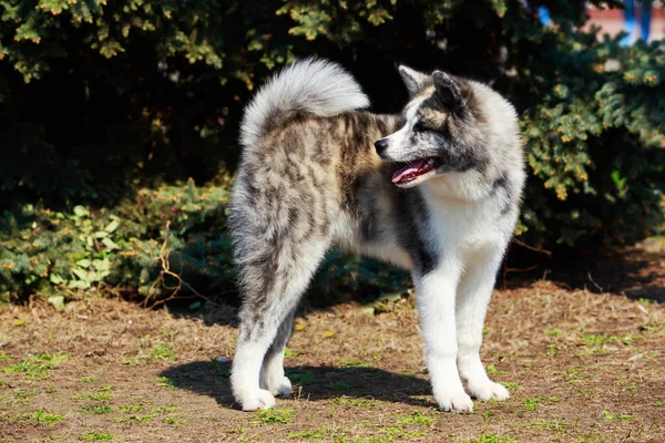 Dog breed Akita Inu — Stock Photo, Image