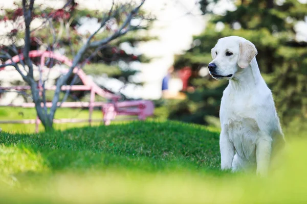 Perro crianza golden retriever — Foto de Stock