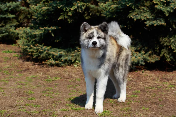 Cane razza akita inu — Foto Stock