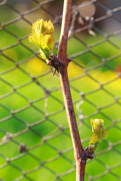 Germoglio d'uva — Foto Stock