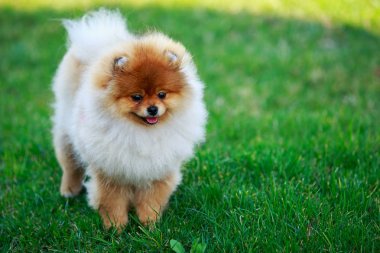 köpek doğurmak pomeranian spitz
