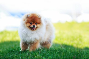 köpek doğurmak pomeranian spitz