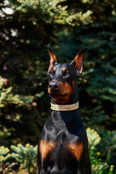 Raça cão Doberman Pinscher — Fotografia de Stock