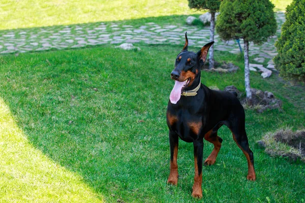 Raça cão Doberman Pinscher — Fotografia de Stock